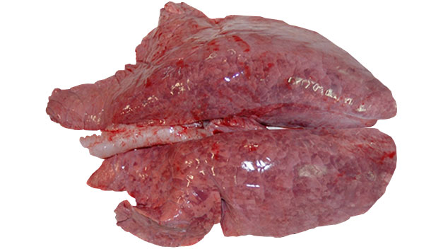 Figura 1: Neumon&iacute;a intersticial causada por el PRRSV.
