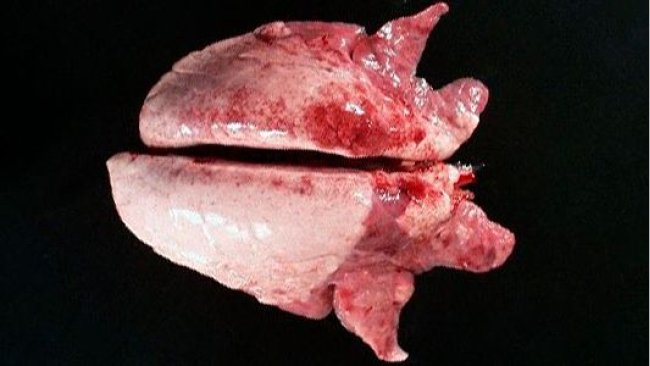 Foto 2. La consolidación cráneo-ventral del pulmón puede verse en casos de Mycoplasma hyopneumoniae.