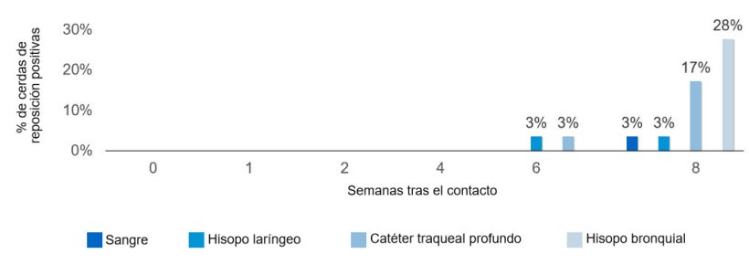 Figura 2. Proporción de primerizas positivas por contacto de Mycoplasma hyopneumoniae según el tipo de muestra y el tiempo tras el contacto con una primeriza infecciosa.
