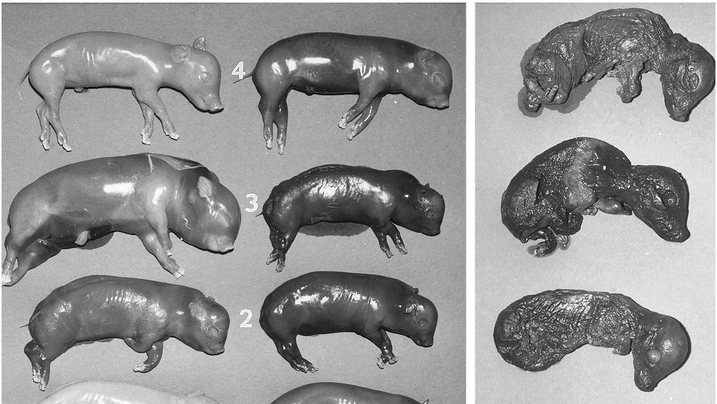 Foto de W. L. Mengeling
