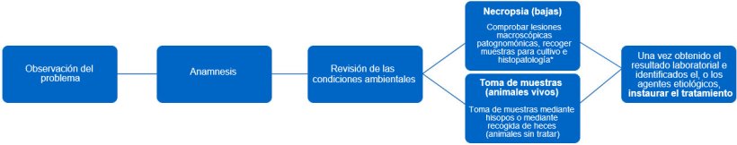 Figura 1. En este &aacute;rbol de decisi&oacute;n se determinan los pasos a seguir para realizar un diagn&oacute;stico certero y un correcto tratamiento. *El tipo de lesi&oacute;n nos puede dar informaci&oacute;n sobre cual es el agente infeccioso.