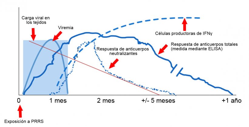 Esquema de detecci&oacute;n de virus y anticuerpos despu&eacute;s de la exposici&oacute;n al PRRS: El siguiente gr&aacute;fico muestra los cambios en la concentraci&oacute;n (eje Y) a lo largo del tiempo (eje X) de los diferentes analitos utilizados en los ensayos. Despu&eacute;s de la exposici&oacute;n al virus del PRRS, aparece virus en la sangre (viremia) que suele durar entre 2 y 4 semanas, dependiendo de la edad y el estado inmunol&oacute;gico del cerdo. La seroconversi&oacute;n (detecci&oacute;n de anticuerpos) suele ocurrir entre 7 y 10 d&iacute;as despu&eacute;s de la exposici&oacute;n y dura varios meses antes de volverse seronegativa. Los anticuerpos neutralizantes aparecen entre 4 y 6 semanas despu&eacute;s de la exposici&oacute;n (L&oacute;pez y Osorio, 2004).
