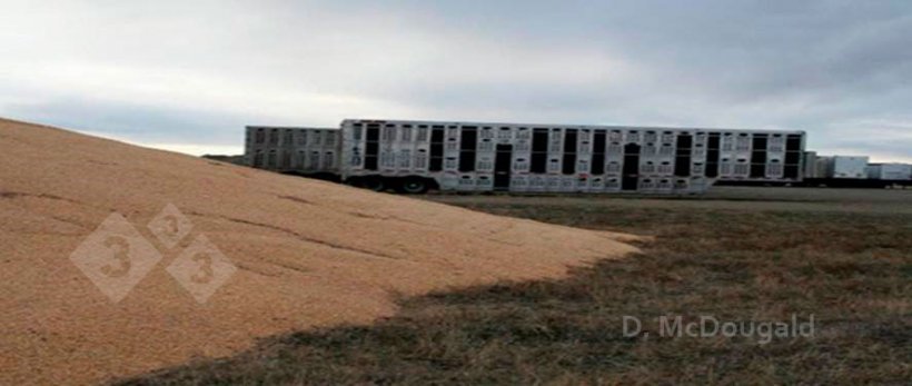 Imagen 2. Proximidad de veh&iacute;culos de transporte contaminados y almacenamiento a la intemperie de ma&iacute;z. Cortes&iacute;a del Dr. Doug McDougald.
