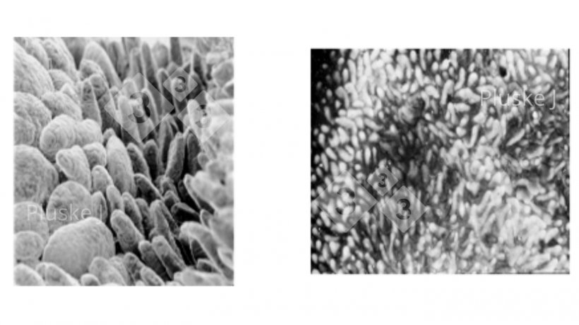 Figura 1. Cambio en la estructura del intestino delgado cinco d&iacute;as despu&eacute;s del destete (derecha) en comparaci&oacute;n con un lech&oacute;n antes del destete (izquierda) (Pluske, 1995).
