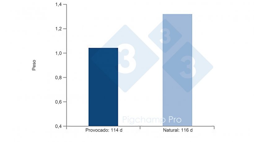 Figura 4: Comparativa peso al nacimiento de partos provocados a los 114 d y partos naturales a los 116 d en cerdas hiperprol&iacute;ficas&nbsp;(&iquest;Nos est&aacute;n pidiendo las cerdas el 3tres4? 1/2)
