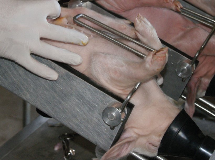 Fig. 1. Piglet castration under isoflurane anaesthesia.
