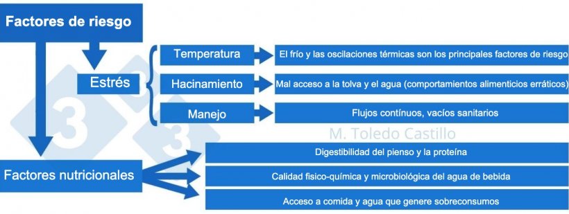 Esquema 2: Cuadro de los factores de riesgo asociados a la presentación de colibacilosis