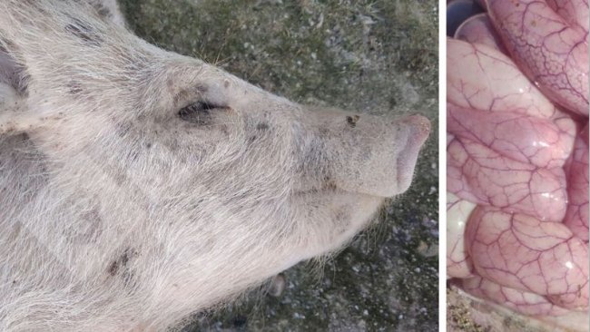 Foto 3 y 4: Aspecto del intestino de un lechón afectado por Colibacilosis.