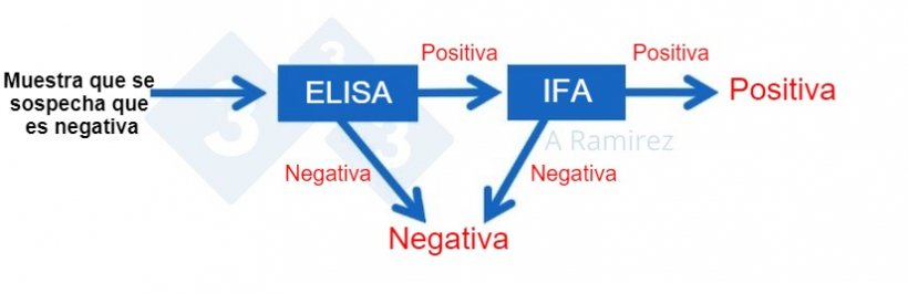 Figura 2. Diagrama que demuestra el uso de PPA IFA como prueba confirmatoria para muestras que salen inesperadamente positivas a PPA&nbsp;mediante ELISA.&nbsp;Una muestra presuntamente negativa que da un resultado negativo en ELISA se considera negativa. Si esta muestra da inesperadamente un resultado positivo, entonces se puede realizar una PPA IFA como prueba confirmatoria. Es decir, si la prueba IFA es positiva, se confirma que la muestra es positiva. Si la prueba de IFA es negativa, asumiremos que fue un falso positivo&nbsp;siempre que la PCR tambi&eacute;n sea negativa para confirmar que no hay infecci&oacute;n reciente.
