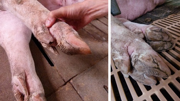 Lesions in sows' hooves