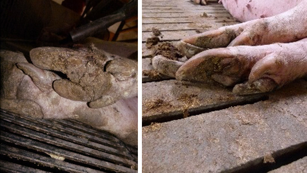 Lesions in sows' hooves