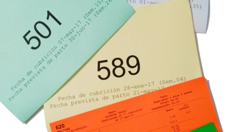 Example of different colour cards according to sow parity
