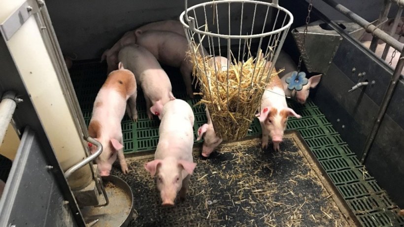 Pic 1. Intact (non-docked) pigs with manipulable material. Picture courtesy of Inge Böhne