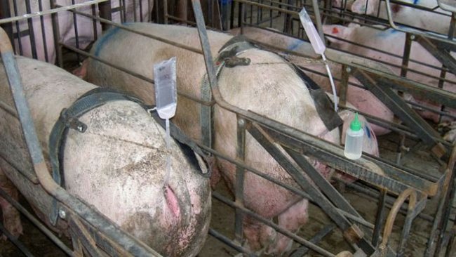 Photo 1. Hands-free insemination systems allow a worker to control the insemination of several females at the same time, therefore reducing the time needed to inseminate. But, there is a greater risk of the catheter dislodging if it is a rigid kind.