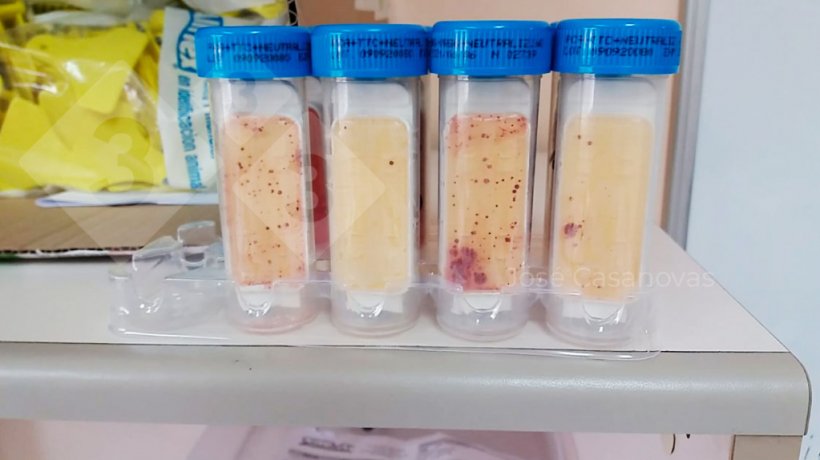 Figure 6. Contact slides used to monitor hygiene after washing and disinfection in farrowing, weaning, and transport rooms. Photo courtesy of Jose Casanovas.