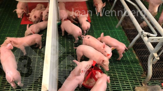 Figure 2. During the first days, providing creep feed starting day 4-5 has the function of stimulating the piglet's curiosity towards the feed, hence the guideline of very little quantity, as many times per day as possible.