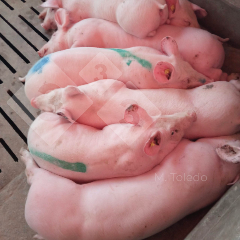 Photo 3. Pigs in the barn with fever.
