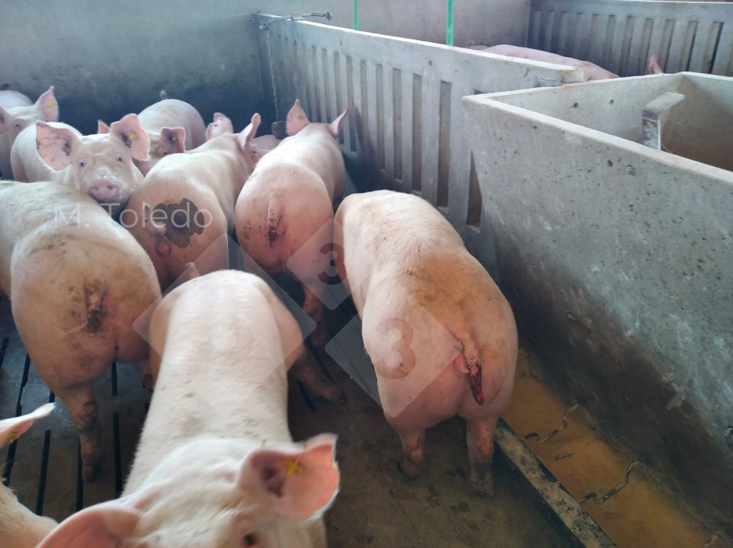 Photo 1. Pigs with tail biting.
