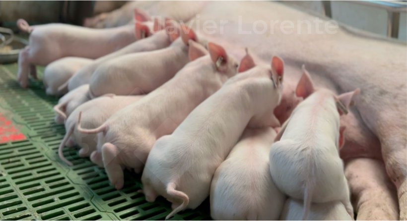 A single age in the farrowing room can help improve the health of the farrowing room.
