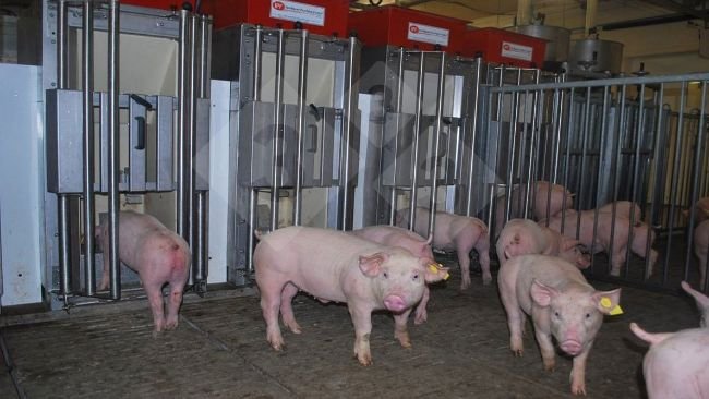 Photo 1. Individual feeders allow pigs to enter one at a time to request feed. Ear tags identify each pig with passive transponders, which allow the feeder to recognize the individual and provide daily diets tailored to each animal's specific needs.