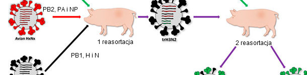 Pochodzenie H1N1pdm