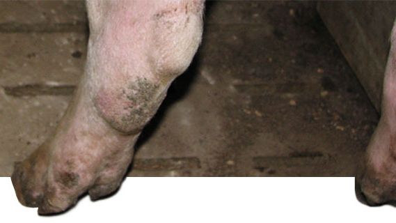 Gilt hind leg