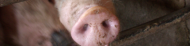 Flu productive impact
