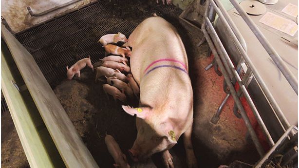 SWAP system in the sow-stall-free period. Courtesy of Christian Fink Hansen