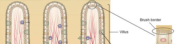 Estructura de la mucosa del intestino delgado