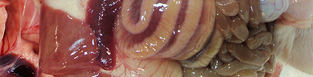 Mesocolonic edema is the classic macroscopic lesion observed in cases of CDI