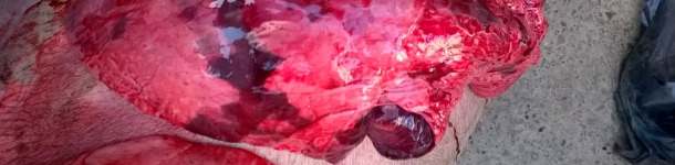 Necropsy lesions consistent with enzootic pneumonia, influenza, PRRS and other bacterial infections
