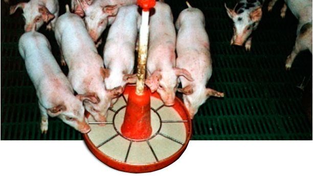 The use of wet or semi-moist feed favours early days feed intake and adaptation to solid feed