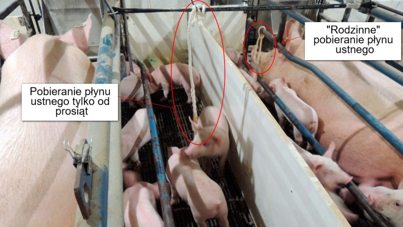 Rycina 1. Pobieranie płynu ustnego tylko od prosiąt (tylko prosięta mają dostęp do sznura) lub "rodzinne" (locha i prosięta mają dostęp do sznura).

