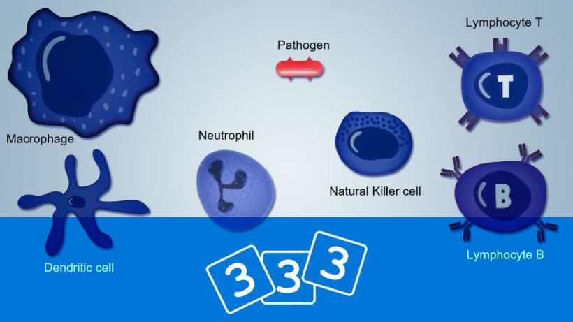 Re-Discover immunology in 333pig
