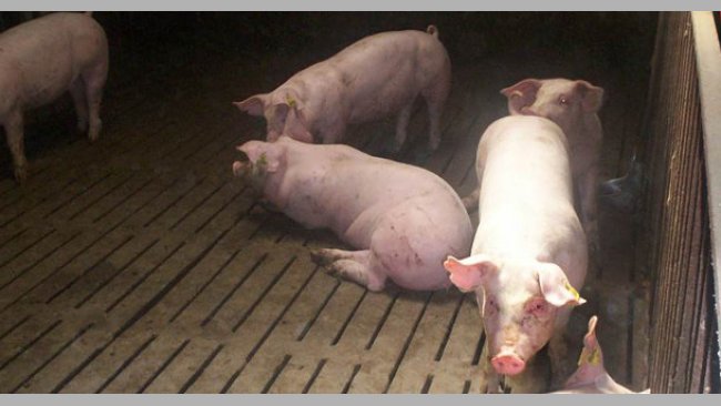 Fattening pigs