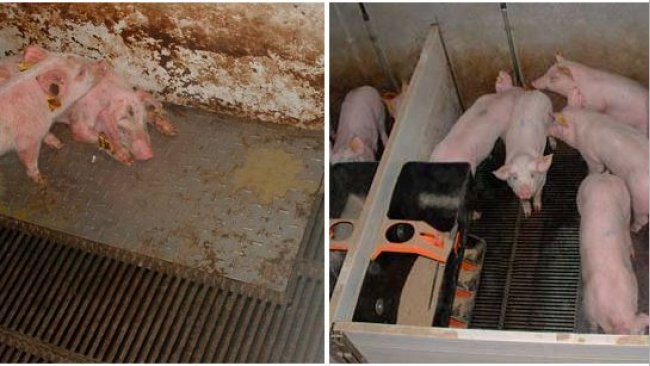 Wykres 2 – świnie utrzymywane w brudnym (po lewej) i czystym (po prawej) środowisku w fazie prestarteru.