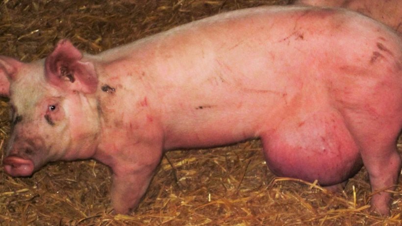 Zdjęcie 2. Przepuklina pępkowa spowodowana nieprawidłowym trzymaniem prosięcia
