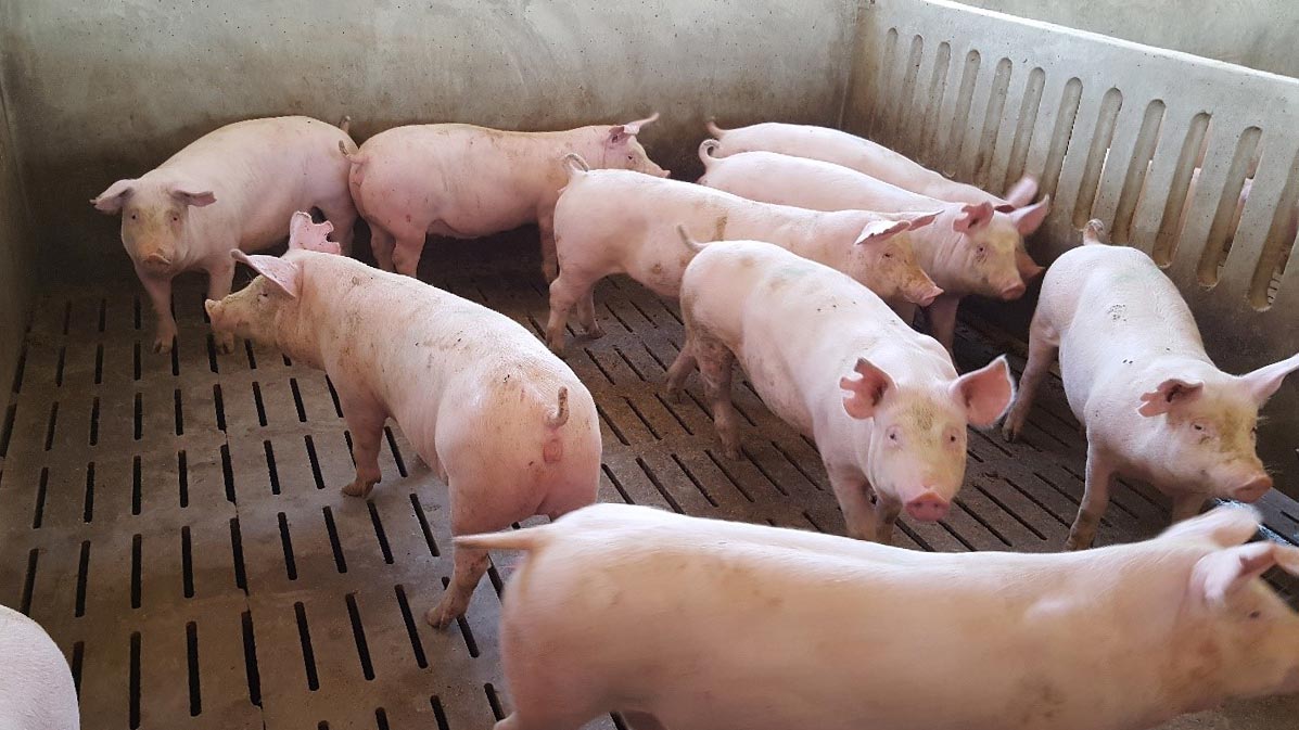 Photo 1. The gilt&rsquo;s age on arrival determines the length of the available health acclimation period. Although as a rule of thumb, the longer the better, our experts determine that&nbsp;8 weeks is&nbsp;the bare minimum time needed.
