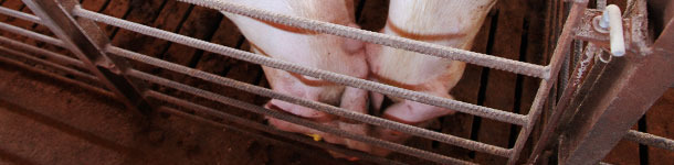 Nose-to-nose contact between pigs