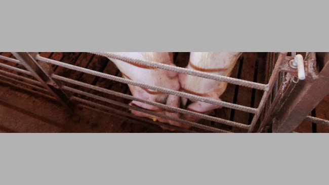 Nose-to-nose contact between pigs