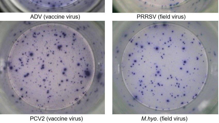 Ryc. 1. IFN-&gamma; ELISPOT odpowiedzi swoiste dla antygenu w PBMC dla patogen&oacute;w świń. &nbsp;ADV: wirus choroby Aujeszkyego; PRRSV: wirus zespołu rozrodczo-oddechowego świń; PCV2: cirkowirus świń typu 2; M.hyo .: Mycoplasma hyopneumoniae. Każdy punkt oznacza wydzielanie IFN-&gamma; przez ponownie aktywowane limfocyty T pamięci/efektorowe. W nawiasie podano patogen użyty do ponownego aktywowania kom&oacute;rek w płytkach testowych.
