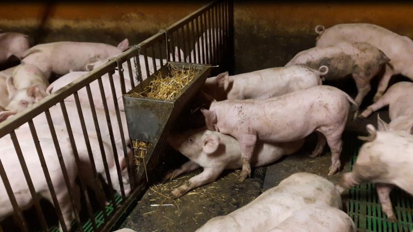 Ryc. 3. Słoma jest dostępna w podajniku, pod kt&oacute;rym znajduje się mata, co stwarza możliwości rycia w słomie, kt&oacute;ra spadła.
