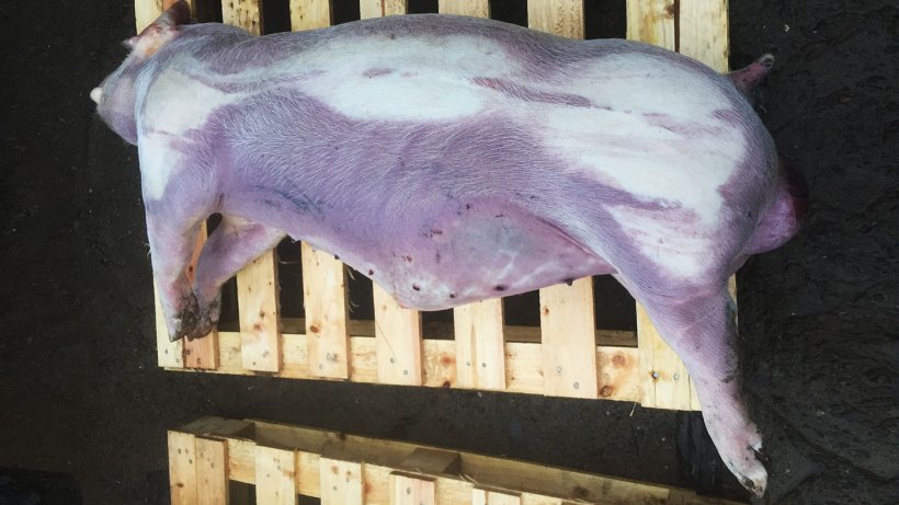Ryc. 2. Tucznik z widoczną sinicą dolnych i dystalnych części ciała.