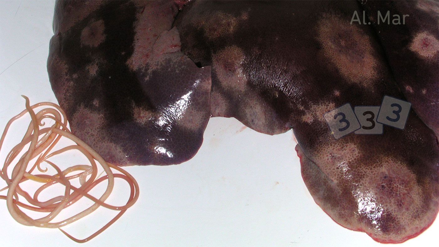Ogniska mleczne w wątrobie spowodowane inwazją A. Suum
