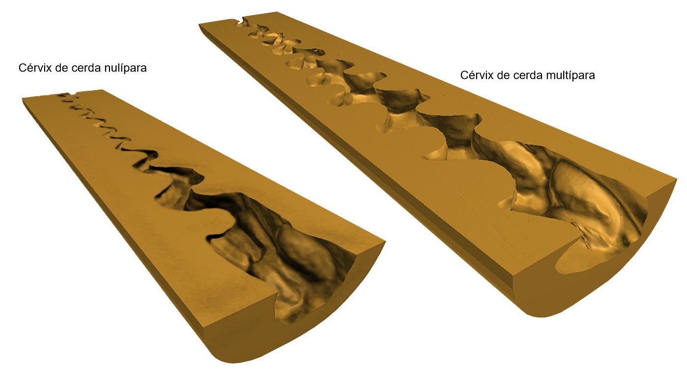 Ryc. 2. Cyfrowy model 3D szyjki macicy (przyśrodkowego przekroju podłużnego) loszek i wielor&oacute;dek uzyskanych po skanowaniu (NextEngine Desktop 3D Scanner, model 2020i) form endoluminalnych.
