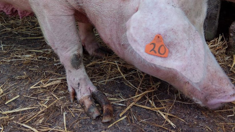 Ryc 8.&nbsp; Płasko ustawiona stopa w kończynie przedniej dorosłej lochy utrzymywanej w kojcu grupowym.
