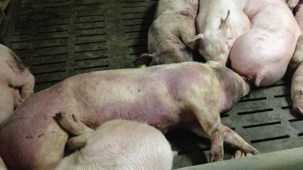 Zdjęcie zakażonych świń 14 dni po wykryciu choroby. Na wielu częściach ciała widoczne są wybroczyny.
