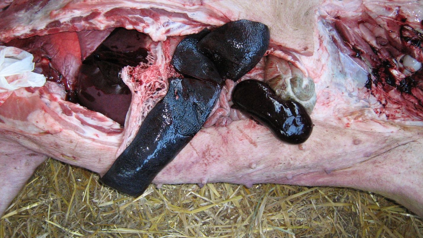 Fot. 2: Zmiany makroskopowe stwierdzone w ognisku AFS w Polsce, w tym znaczne powiększenie tkanki śledziony (splenomegalia) oraz zast&oacute;j krwi w nerkach z punkcikowatymi wybroczynami. Dzięki uprzejmości dr Pawła Karbowiaka
