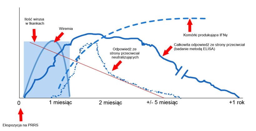 Wykres 1: Odpowiedź układu odpornościowego lochy zakażonej wirusem PRRS (López and Osorio, 2004).