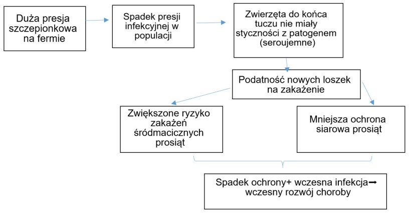 Wykres 1: Rozwój epidemiologii zakażeń PCV2 w kontekście rutynowych szczepień.